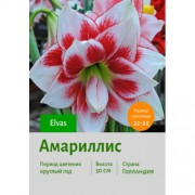 Амариллис Elvas