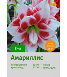 Амариллис Elvas Амариллис Elvas
