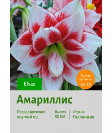 Амариллис Elvas