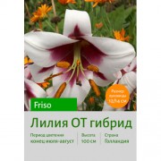 Лилия Friso