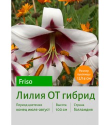Лилия Friso