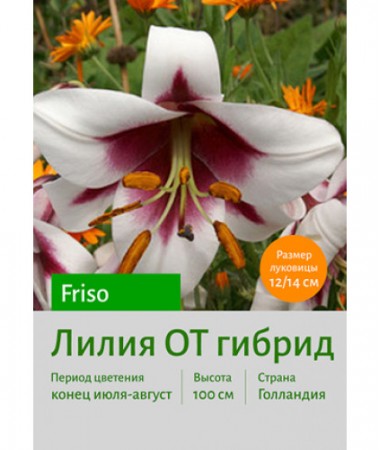 Лилия Friso