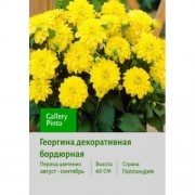 Георгина Gallery Pinto