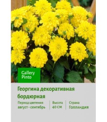 Георгина Gallery Pinto Георгина Gallery Pinto