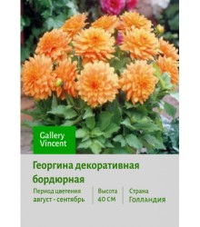 Георгина Gallery Vincent Георгина Gallery Vincent