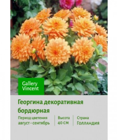 Георгина Gallery Vincent