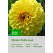 Георгина Golden Scepter