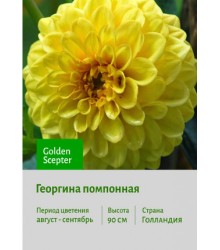 Георгина Golden Scepter Георгина Golden Scepter