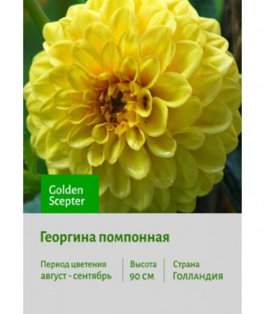 Георгина Golden Scepter