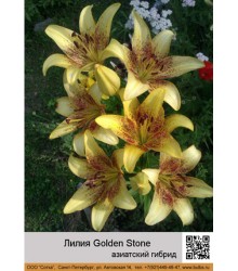Лилия Golden Stone