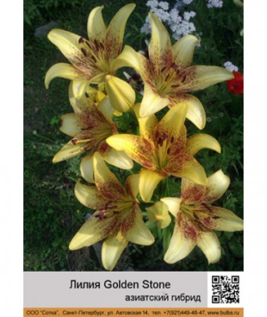 Лилия Golden Stone