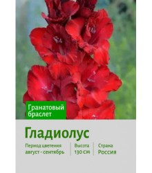 Гладиолус Гранатовый браслет