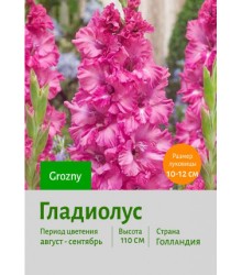 Гладиолус Grozny