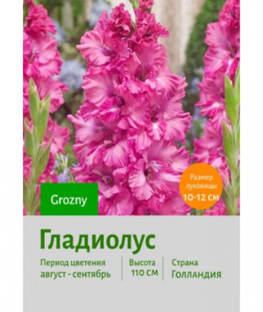 Гладиолус Grozny