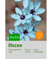 Иксия Blue Bird