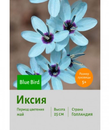 Иксия Blue Bird