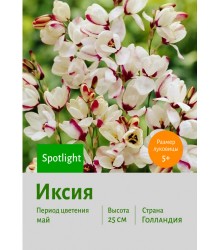 Иксия Spotlight