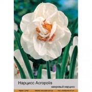 Нарцисс Acropolis