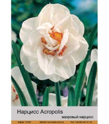 Нарцисс Acropolis