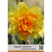 Нарцисс Apotheose