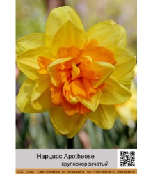Нарцисс Apotheose