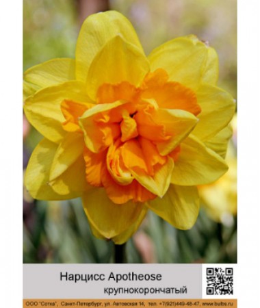 Нарцисс Apotheose