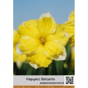 Нарцисс Belcanto