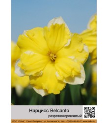 Нарцисс Belcanto