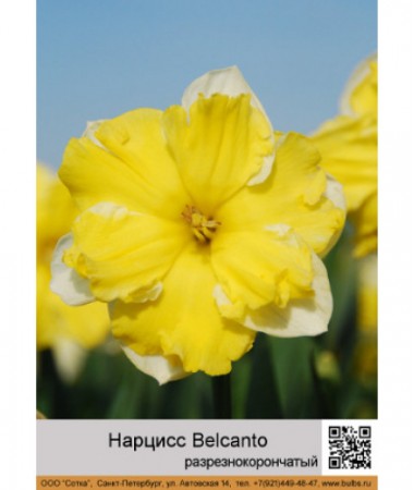 Нарцисс Belcanto