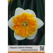 Нарцисс Gabriel Kleiberg