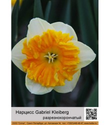 Нарцисс Gabriel Kleiberg