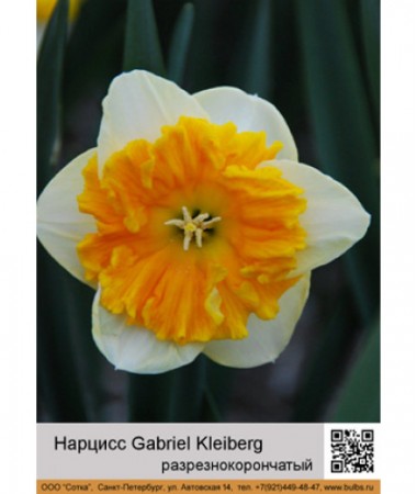Нарцисс Gabriel Kleiberg