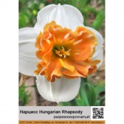 Нарцисс Hungarian Rhapsody