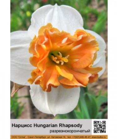 Нарцисс Hungarian Rhapsody