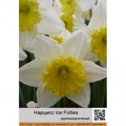 Нарцисс Ice Follies