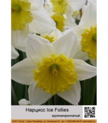 Нарцисс Ice Follies