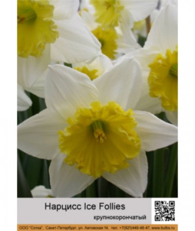 Нарцисс Ice Follies