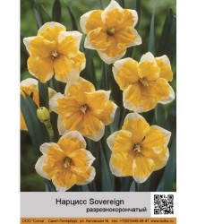 Нарцисс Sovereign