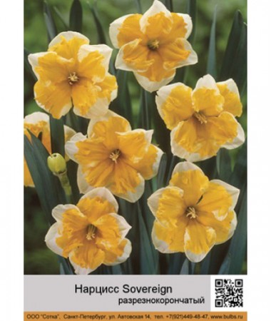 Нарцисс Sovereign