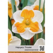 Нарцисс Tricolet