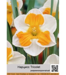 Нарцисс Tricolet