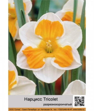 Нарцисс Tricolet