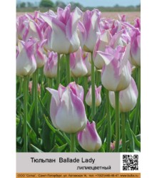 Тюльпан Ballade Lady