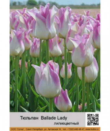 Тюльпан Ballade Lady