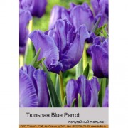 Тюльпан Blue Parrot