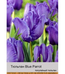 Тюльпан Blue Parrot