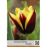 Тюльпан Gavota