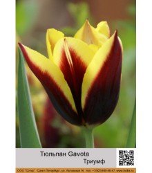 Тюльпан Gavota