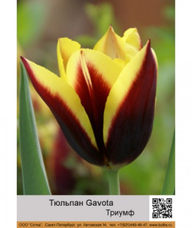 Тюльпан Gavota
