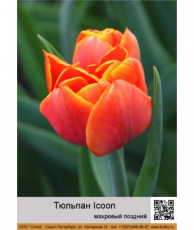 Тюльпан Icoon